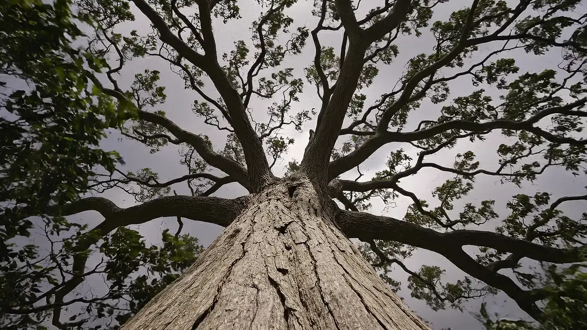 Wind moving through a heavy tree canopy seen from below against a darkening sky